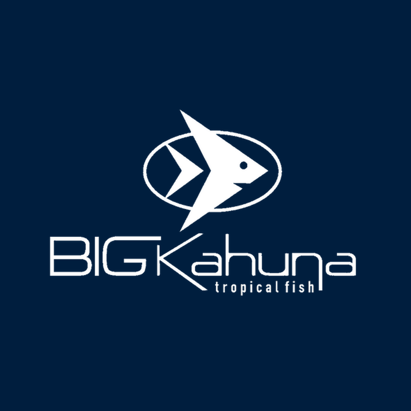 Big Kahuna Tropical Fish