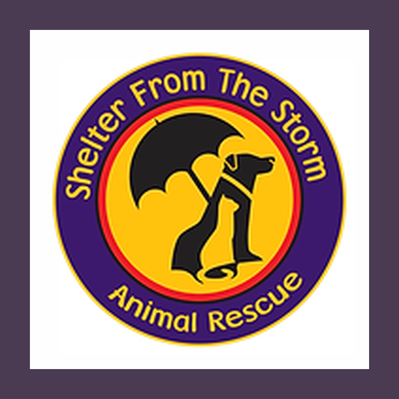 Shelter From the Storm Animal