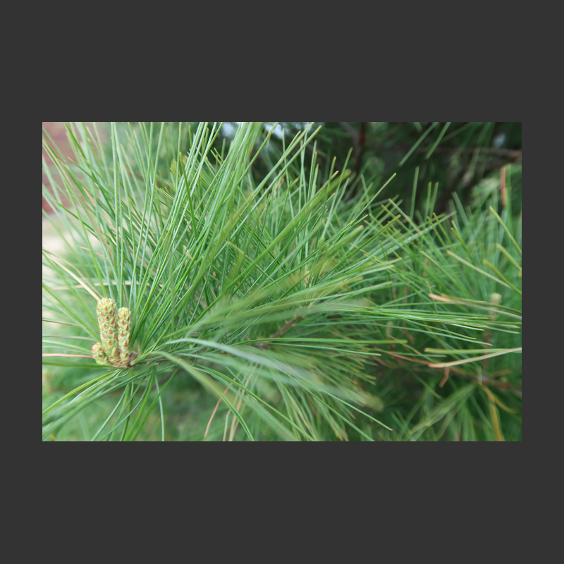 White Pine Bookkeeping